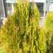 Chinese Arborvitae - Photo (c) Μαριλένα Κρουστάλλη/Marilena Kroustalli, some rights reserved (CC BY), uploaded by Μαριλένα Κρουστάλλη/Marilena Kroustalli