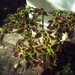 Coleus - Photo (c) Μαριλένα Κρουστάλλη/Marilena Kroustalli, some rights reserved (CC BY), uploaded by Μαριλένα Κρουστάλλη/Marilena Kroustalli