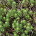 Pale Stonecrop - Photo (c) Vicenç Roig Vidal, some rights reserved (CC BY-NC), uploaded by Vicenç Roig Vidal