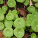 Wall Pennywort - Photo (c) Vicenç Roig Vidal, some rights reserved (CC BY-NC), uploaded by Vicenç Roig Vidal