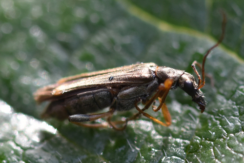 Oedemera barbara - Photo (c) Pau Esteban, some rights reserved (CC BY-NC)