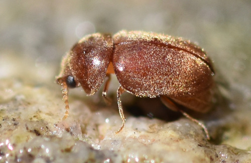 Drugstore Beetle - Photo (c) Pau Esteban, some rights reserved (CC BY-NC)