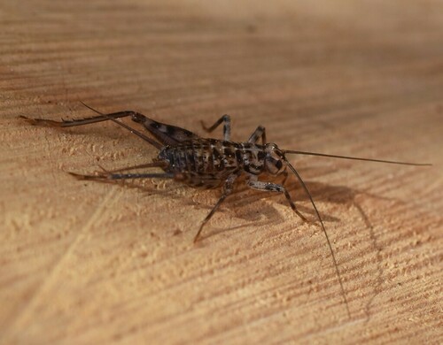 True Crickets - Photo (c) Pau Esteban, some rights reserved (CC BY-NC)