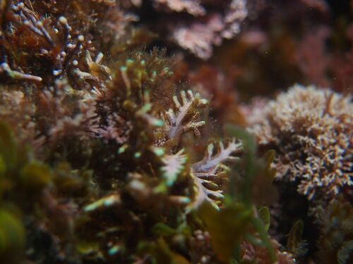 Osmundea verlaquei - Photo (c) xavi salvador costa, some rights reserved (CC BY-NC)