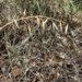 Slender Wild Oat - Photo (c) Izan Lopez Vergel, some rights reserved (CC BY-NC), uploaded by Izan Lopez Vergel