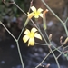 Wall Lettuce - Photo (c) Izan Lopez Vergel, some rights reserved (CC BY-NC), uploaded by Izan Lopez Vergel