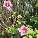 Common Hibiscus - Photo (c) Izan Lopez Vergel, some rights reserved (CC BY-NC), uploaded by Izan Lopez Vergel