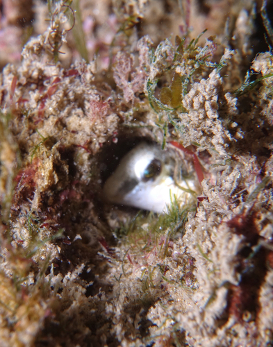 Dalmatian Blenny - Photo (c) oriol_d, all rights reserved