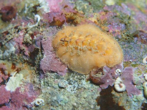 Acanthochitona - Photo (c) xavi salvador costa, some rights reserved (CC BY-NC)