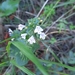 Lesser Calamint - Photo (c) Izan Lopez Vergel, some rights reserved (CC BY-NC), uploaded by Izan Lopez Vergel