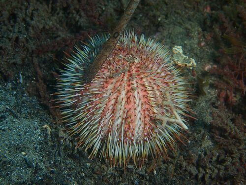 Gracilechinus acutus - Photo (c) xavi salvador costa, some rights reserved (CC BY-NC)