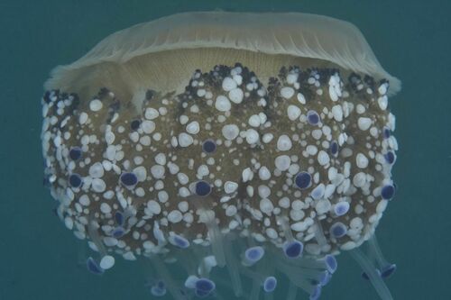 Cotylorhiza tuberculata - Photo (c) xavi salvador costa, all rights reserved