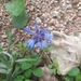 Cornflower - Photo (c) Izan Lopez Vergel, some rights reserved (CC BY-NC), uploaded by Izan Lopez Vergel