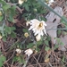 Chrysanthemums - Photo (c) Izan Lopez Vergel, some rights reserved (CC BY-NC), uploaded by Izan Lopez Vergel