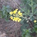 Perennial Wall-Rocket - Photo (c) Izan Lopez Vergel, some rights reserved (CC BY-NC), uploaded by Izan Lopez Vergel