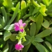 Largeflower Pink-Sorrel - Photo (c) Izan Lopez Vergel, some rights reserved (CC BY-NC), uploaded by Izan Lopez Vergel