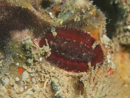 Callochiton - Photo (c) xavi salvador costa, some rights reserved (CC BY-NC)
