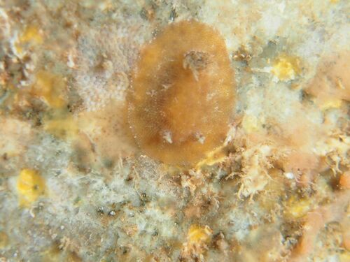 Flatback Dorid - Photo (c) xavi salvador costa, some rights reserved (CC BY-NC)