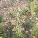 Tropical Horseweed - Photo (c) Izan Lopez Vergel, some rights reserved (CC BY-NC), uploaded by Izan Lopez Vergel