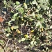 Sweet Acorn Oak - Photo (c) Izan Lopez Vergel, some rights reserved (CC BY-NC), uploaded by Izan Lopez Vergel