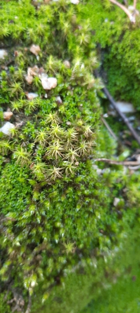 Side-fruited Crisp-Moss - Photo (c) Izan Lopez Vergel, some rights reserved (CC BY-NC), uploaded by Izan Lopez Vergel