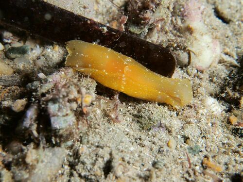 Melanochlamys wildpretii - Photo (c) xavi salvador costa, some rights reserved (CC BY-NC)