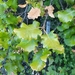 Portuguese Oak - Photo (c) Izan Lopez Vergel, some rights reserved (CC BY-NC), uploaded by Izan Lopez Vergel