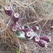 Beach Prickly Pear - Photo (c) Izan Lopez Vergel, some rights reserved (CC BY-NC), uploaded by Izan Lopez Vergel
