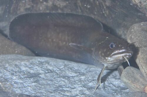 Shore Rockling - Photo (c) xavi salvador costa, some rights reserved (CC BY-NC)