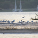 Slender-billed Gull - Photo (c) Max Zuna-Kratky Torres, some rights reserved (CC BY-NC), uploaded by Max Zuna-Kratky Torres