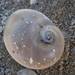 Josephine's Moon Snail - Photo (c) Berta Companys Oliva, some rights reserved (CC BY-NC), uploaded by Berta Companys Oliva