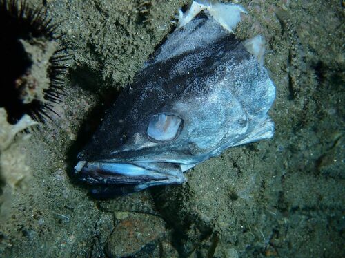 European Hake (Merluccius merluccius) · MINKA