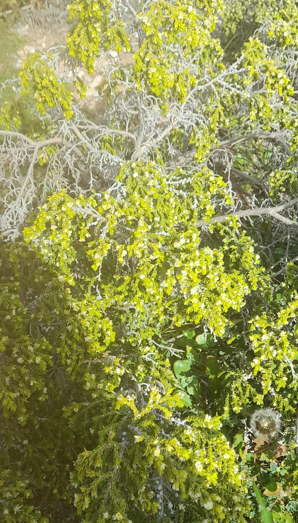 Stringbarks from Greece on February 10, 2024 at 11:35 AM by ektolykath ...