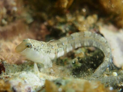 Dalmatian Blenny - Photo (c) xavi salvador costa, some rights reserved (CC BY-NC)