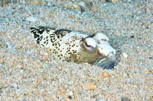 Starry Weever - Photo (c) xavi salvador costa, some rights reserved (CC BY-NC)