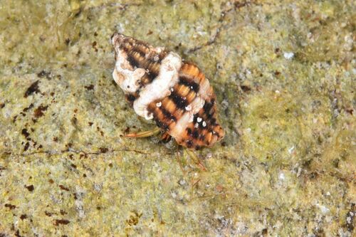 Aplus dorbignyi - Photo (c) xavi salvador costa, some rights reserved (CC BY-NC)