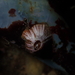 Striped Barnacle - Photo (c) FECDAS MEDI AMBIENT, some rights reserved (CC BY-NC), uploaded by FECDAS MEDI AMBIENT