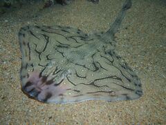 Undulate Skate - Photo (c) xavi salvador costa, some rights reserved (CC BY-NC)