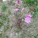 Mediterranean Catchfly - Photo (c) Αλεξάνδρα Τσαμπουνάρα, some rights reserved (CC BY), uploaded by Αλεξάνδρα Τσαμπουνάρα