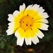 Garland Daisy - Photo (c) mixa, some rights reserved (CC BY), uploaded by mixa