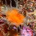 Balanophyllia regia - Photo (c) xavi salvador costa, some rights reserved (CC BY-NC), uploaded by xavi salvador costa