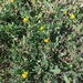 Medicago littoralis - Photo (c) Marta Comerma, some rights reserved (CC BY), uploaded by Marta Comerma