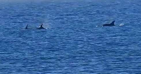 Common Bottlenose Dolphin - Photo (c) Pau Esteban, some rights reserved (CC BY-NC)