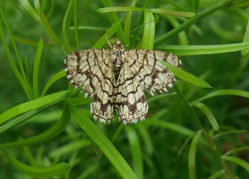 Latticed Heath - Photo (c) Pau Esteban, some rights reserved (CC BY-NC)