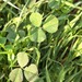 Bur Clover - Photo (c) Izan Lopez Vergel, some rights reserved (CC BY-NC), uploaded by Izan Lopez Vergel