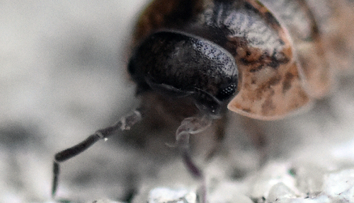 Common Pill Woodlouse - Photo (c) Pau Esteban, some rights reserved (CC BY-NC)