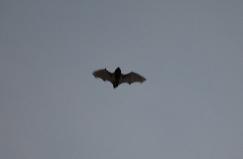 Pipistrelles - Photo (c) Pau Esteban, some rights reserved (CC BY-NC)