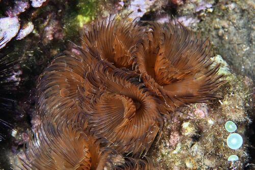 Twin Fanworm - Photo (c) xavi salvador costa, some rights reserved (CC BY-NC)