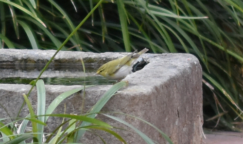 Wood Warbler - Photo (c) Pau Esteban, some rights reserved (CC BY-NC)