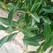 Japanese Spindle Tree - Photo (c) Μαριλένα Κρουστάλλη/Marilena Kroustalli, some rights reserved (CC BY), uploaded by Μαριλένα Κρουστάλλη/Marilena Kroustalli